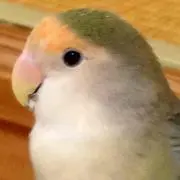 ミンタカ