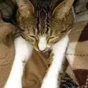 ねねの画像