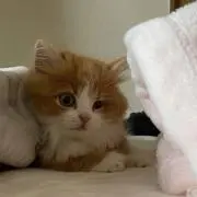 チャチャ
