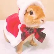 くんとう★SALE中★の画像
