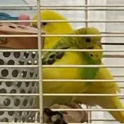たっこ