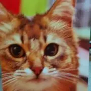 imockの画像