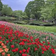 ななの画像