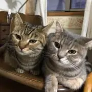 cocosukeの画像
