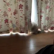moonの画像