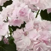 ohの画像