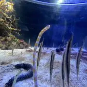 はの画像