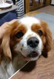 パセリの画像