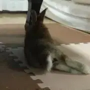 うさこ（プロフ、説明文必読）
