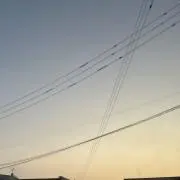 杏の画像