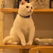 ジャン、ピエールの画像