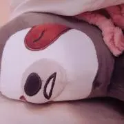たぬき