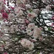あやか