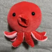 あひるの画像