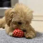 まあちゃんの画像