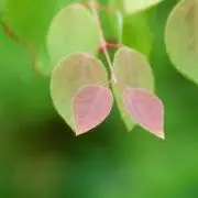 小菊