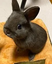 ノアルの画像