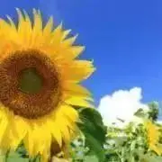 piの画像