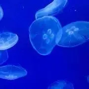 玲の画像