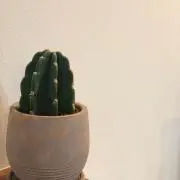 popoの画像