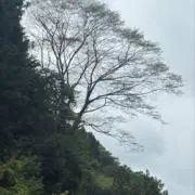 みの画像