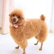 プチ