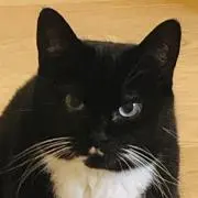 OPIの画像