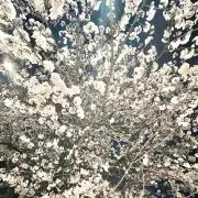 mimmi33の画像