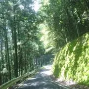 トソルの画像