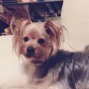 ちくりんの画像