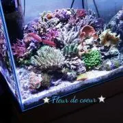 ☆Fleur de coeur☆