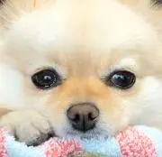 ポメポメの画像