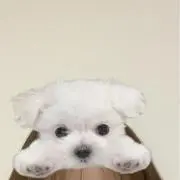 蟹の画像