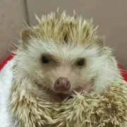 購入者さまはプロフィール必読願います。の画像