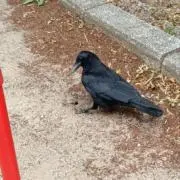 サニちゃんの画像