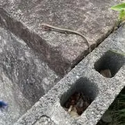 白パンダの画像