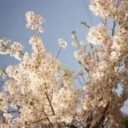 Tの画像