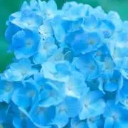 ハル
