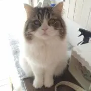 miiicoの画像