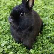 黒うさぎ