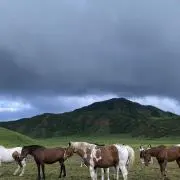 ぺぺの画像