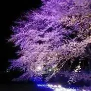 あんじの画像