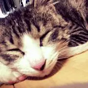 GENの画像