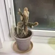 もっちーの画像