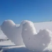 カモミール✿の画像