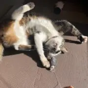 reaの画像