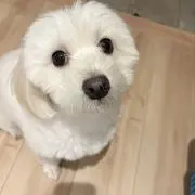 りちまる