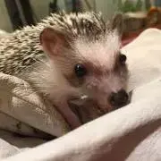 けーこの画像