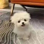 デュの画像