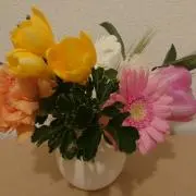 ぽちょの画像